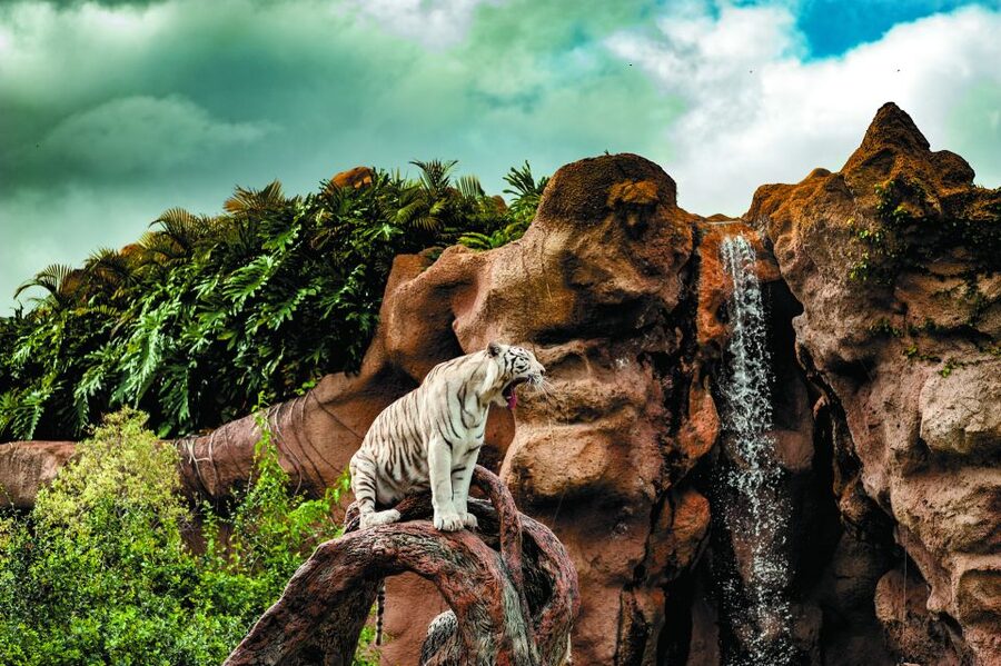 From South Tenerife: Loro Park Zoo Ticket & Hotel Transfers - Katandra TreeTops Hanging Bridges and Bird Watching