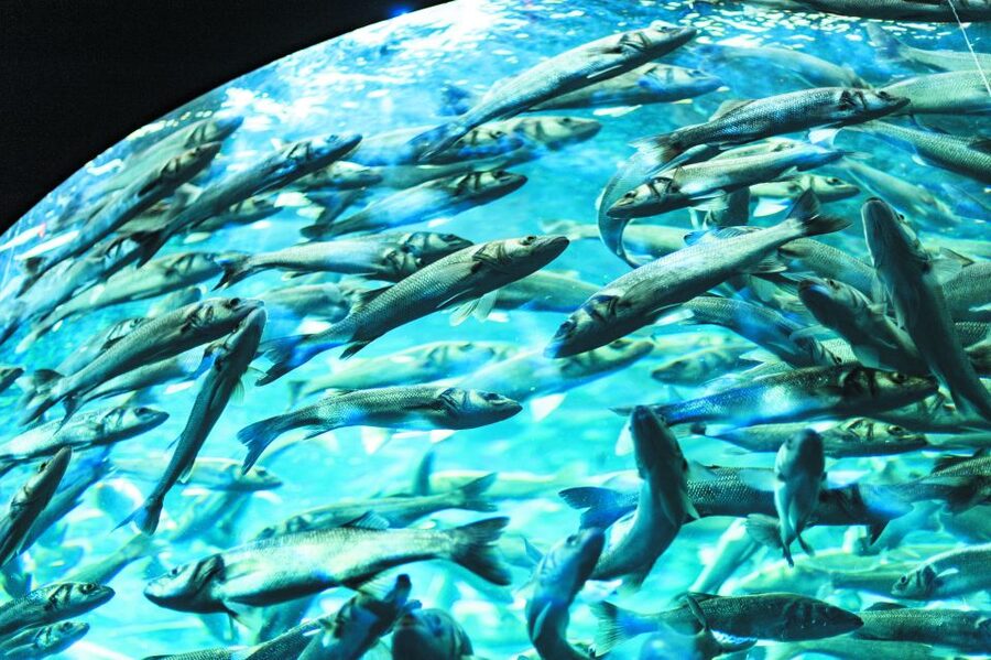 From South Tenerife: Loro Park Zoo Ticket & Hotel Transfers - Food at Loro Parque: Plan for Lunch, Bring a Game Plan