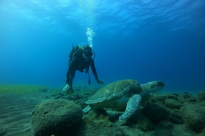 Fun Dive With Scuba Point in Los Cristianos - The Boat Transfer, and Why They Choose the Site for You