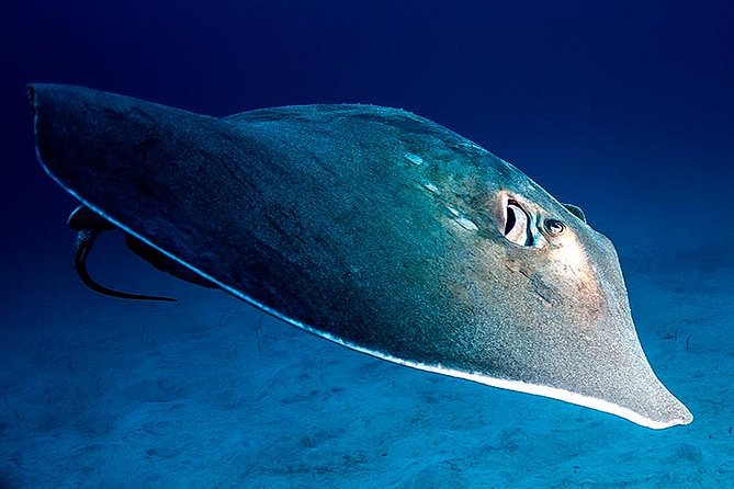 Guided Boat Dives for Certified Divers - Key Points to Know Before You Go