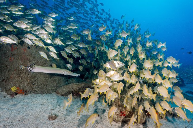 Guided Boat Dives for Certified Divers - The Boat Ride, Underwater Time, and the Surface Interval That Actually Matters