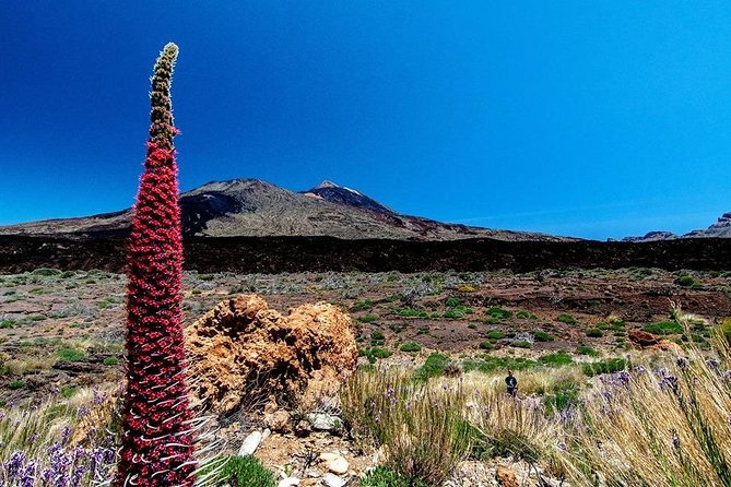 Guided Hike - The Tajinaste Trail - Why the Tajinaste Trail is worth timing for May