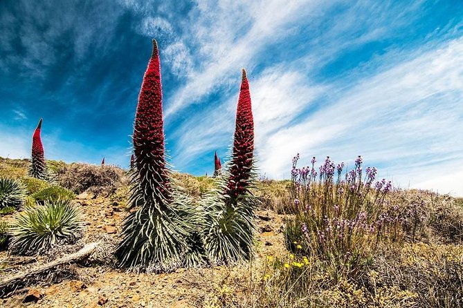 Guided Hike - The Tajinaste Trail - Stop 1: Teide National Park and the Tajinastes you came for