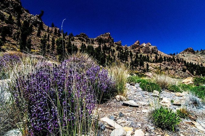 Guided Hike - The Tajinaste Trail - Your guide, Andy and Lynne, and why the info makes the walk better