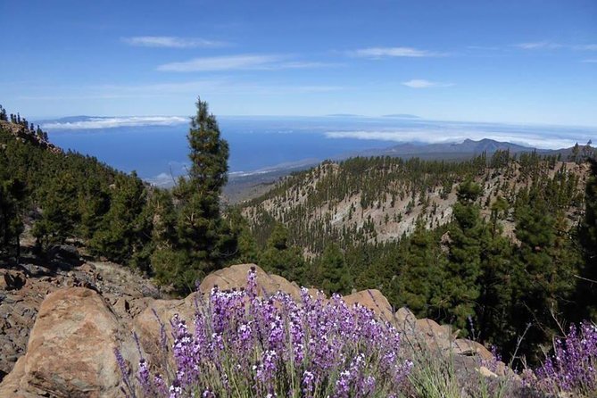 Guided Hike - The Tajinaste Trail - Price and value: how $87 stacks up for a 6-hour small-group hike