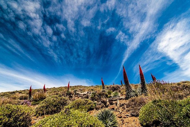 Guided Hike - The Tajinaste Trail - Getting from the meeting point to Teide National Park (without the hassle)