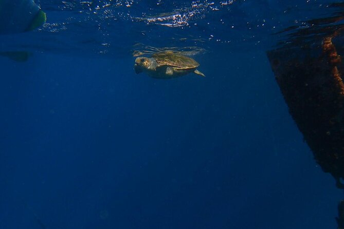 Guided Kayak Tour From Los Cristianos Beach Tenerife - Wildlife odds near the fish farm, and why the guides’ style matters