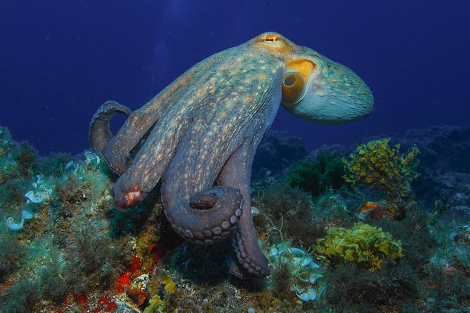 guided Scuba Diving on Tenerife (for certified divers) - Tenerife’s water conditions: warm, clear, and planned around sea state