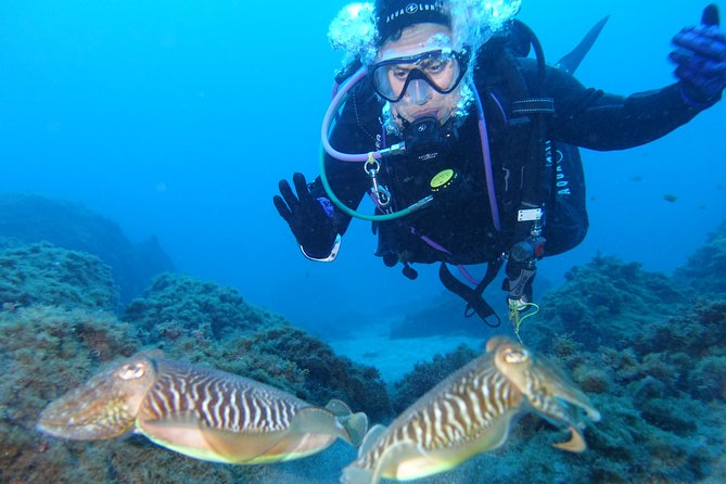 guided Scuba Diving on Tenerife (for certified divers) - Wildlife and volcanic scenes, from sting rays to turtles and nudibranches