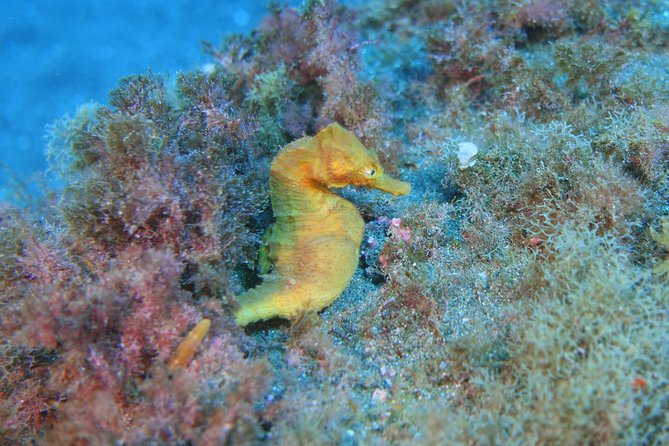 guided Scuba Diving on Tenerife (for certified divers) - Instructor-led, private attention, and why it feels different in a group of 4