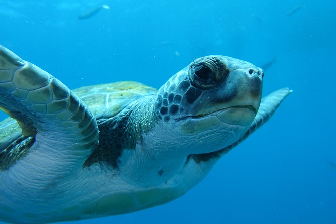 guided Scuba Diving on Tenerife (for certified divers) - What’s included, what’s not, and how the $180.20 price adds up