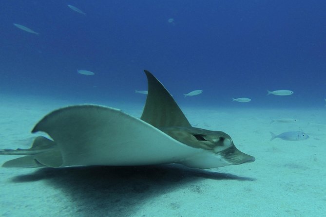 guided Scuba Diving on Tenerife (for certified divers) - Getting there, physical fitness, and the rules that protect your day