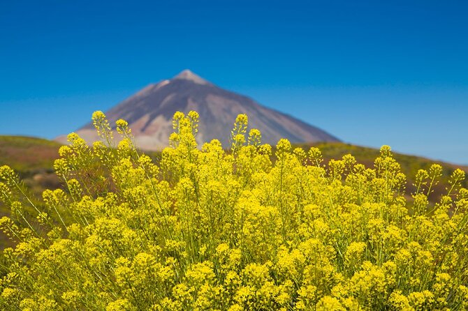 Guided Tour to Teide National Park in Tenerife - Morning pickup at 8:00 AM, and how to avoid delays