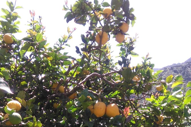 Hiking tour in the Anaga biosphere reserve in Tenerife - The Volcanic Story You Hear While Walking