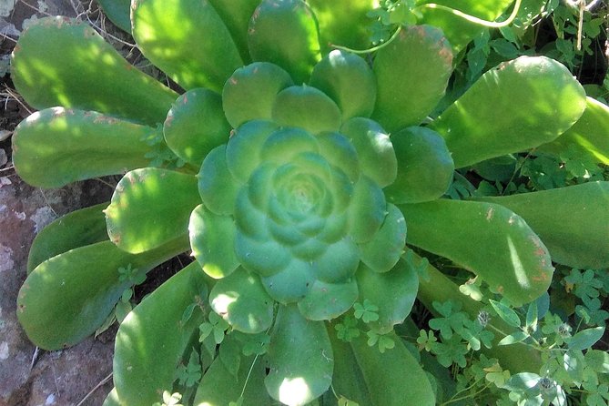 Hiking tour in the Anaga biosphere reserve in Tenerife - What You Get for $119.21, and What You Must Bring