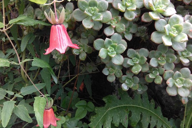 Hiking tour in the Anaga biosphere reserve in Tenerife - Who This Anaga Hike Is Best For (and Who It Might Not Be)