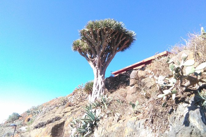 Hiking tour in the Anaga biosphere reserve in Tenerife - Timing in La Laguna: 9:30 Start, Return by 3:00