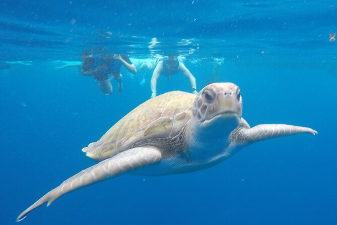 Kayak Route along the Volcanic Coast in Tenerife South with Snorkeling - Key things I’d plan around