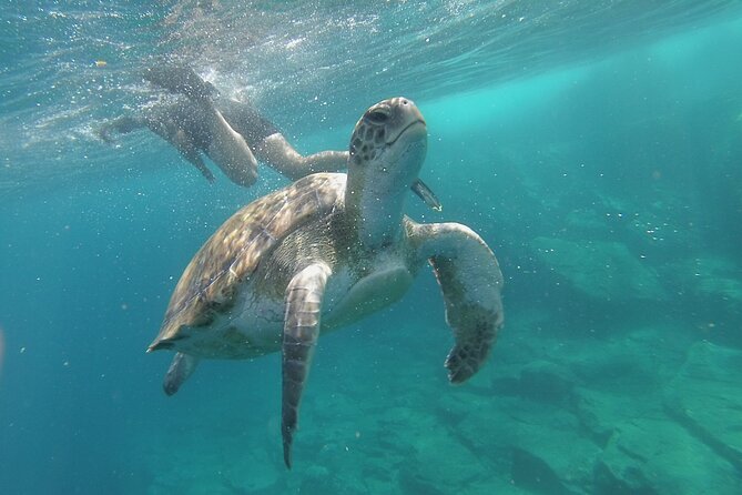 Kayak Route along the Volcanic Coast in Tenerife South with Snorkeling - Why This Kayak Route From Los Cristianos Feels So Different