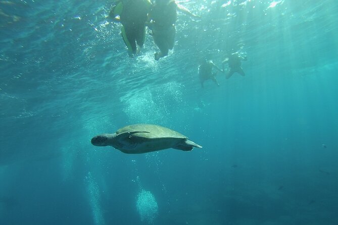 Kayak Route along the Volcanic Coast in Tenerife South with Snorkeling - Kayaking the Volcanic Coast: What the Paddle Really Feels Like