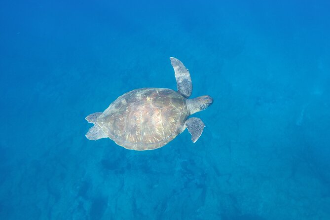 Kayak Route along the Volcanic Coast in Tenerife South with Snorkeling - Dolphins: How to Think About the Chance Without Counting On It