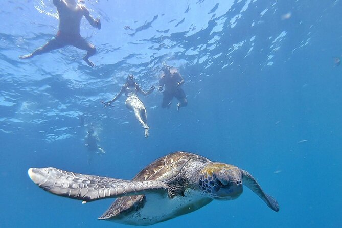 Kayak Safari with Dolphin and Turtle Watching in Guaza - Key Highlights You’ll Care About