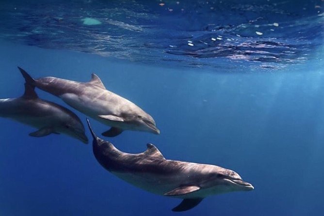 Kayak Safari with Dolphin and Turtle Watching in Guaza - Guide Power: Local Spotting Tips, Safety First, and Friendly Coaching