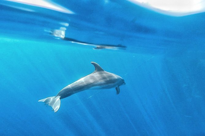 Kayak Safari with Dolphin and Turtle Watching in Guaza - Price Value at Around $45.97: What You’re Really Paying For