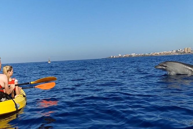 Kayak with Dolphin & Turtle Watching Private Tour - Snorkeling at Palmar cave: what to plan for in the water