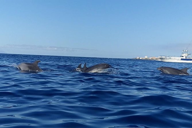 Kayak with Dolphin & Turtle Watching Private Tour - Photos and video plus the best sunset timing