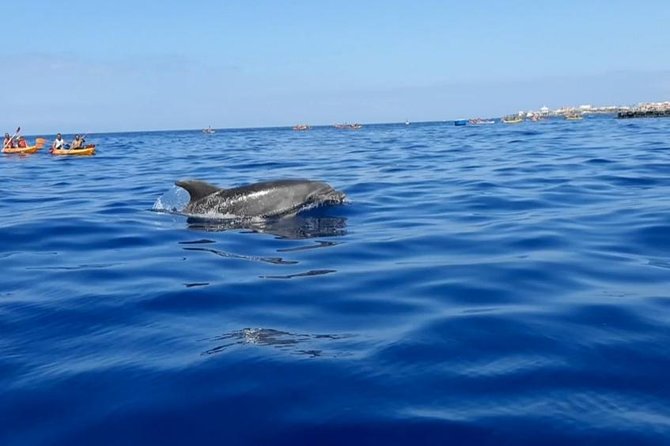 Kayak with Dolphin & Turtle Watching Private Tour - Price and practical value at about $110.91 per person