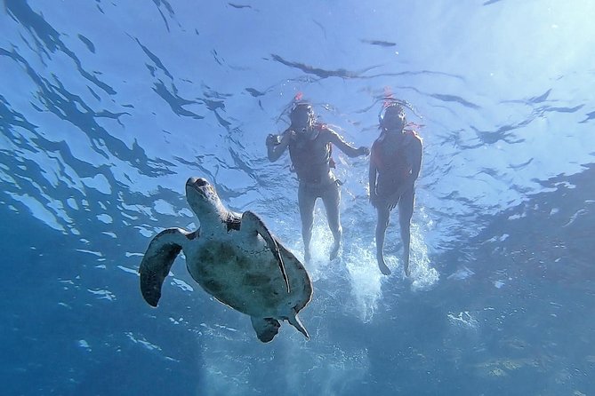 Kayak with Dolphin & Turtle Watching Private Tour - Kayaks, gear, and what the instruction really means