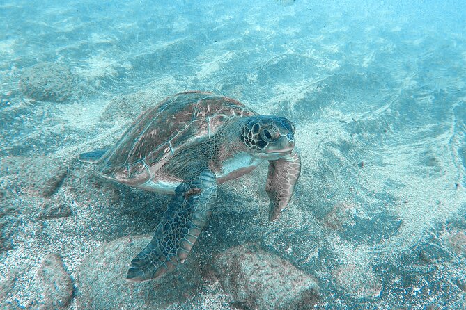 Kayaking + snorkeling with turtles - What you actually get for the price: $54.44 worth it?