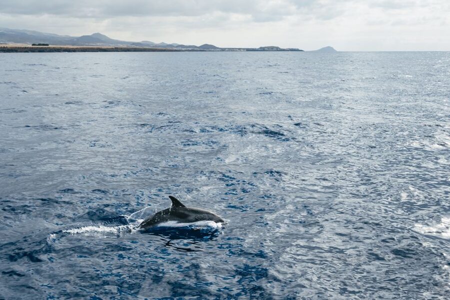 Las Galletas: Whale & Dolphin Tour with Local Skipper - Key things to know before you go