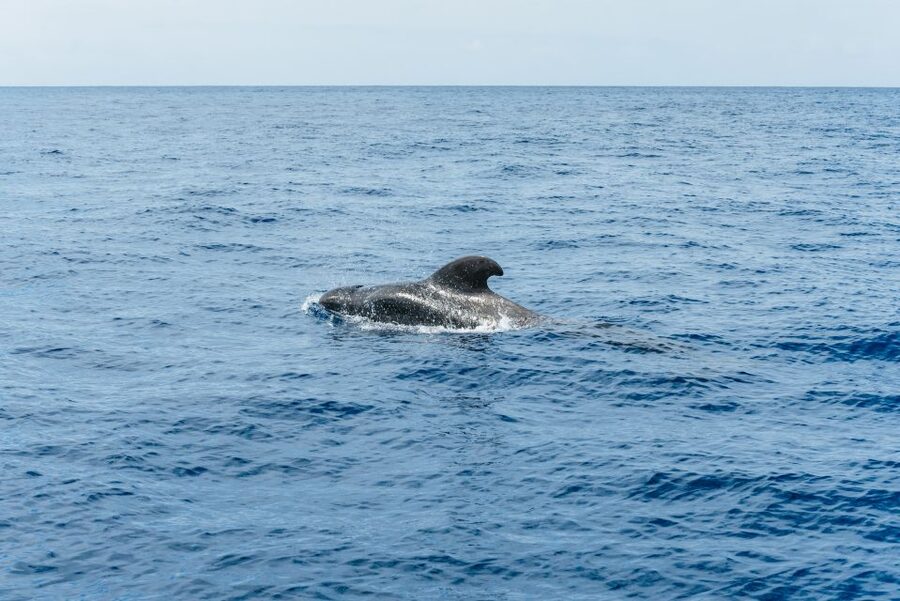 Las Galletas: Whale & Dolphin Tour with Local Skipper - Should you book Las Galletas Whale and Dolphin with Local Skipper?