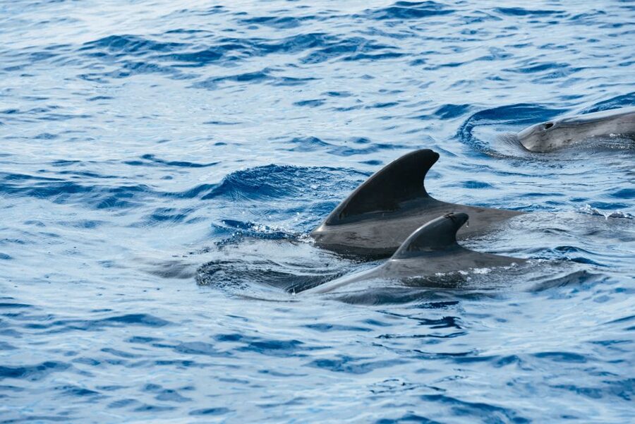 Las Galletas: Whale & Dolphin Tour with Local Skipper - Getting on the Cruz del Sur at Las Galletas Dock 2