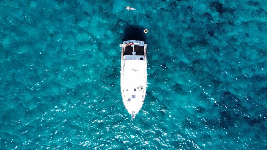 Las Galletas: Whale & Dolphin Tour with Local Skipper - Price and value: is $69 a fair deal?