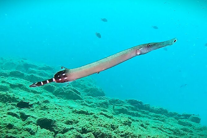 Learn Scuba Diving in Tenerife with Photos Included - Who should take this course in Tenerife