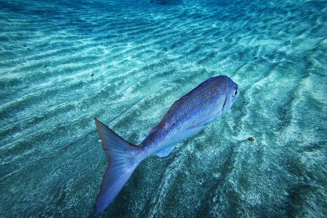 Learn Scuba Diving in Tenerife with Photos Included - Should you book this Open Water course in Tenerife?