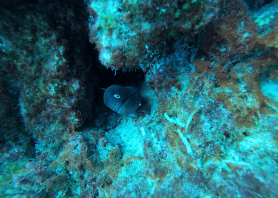 Los Cristianos: Basic Diver Course - Lesson One in Shallow Water: Build Comfort and Learn Underwater Communication