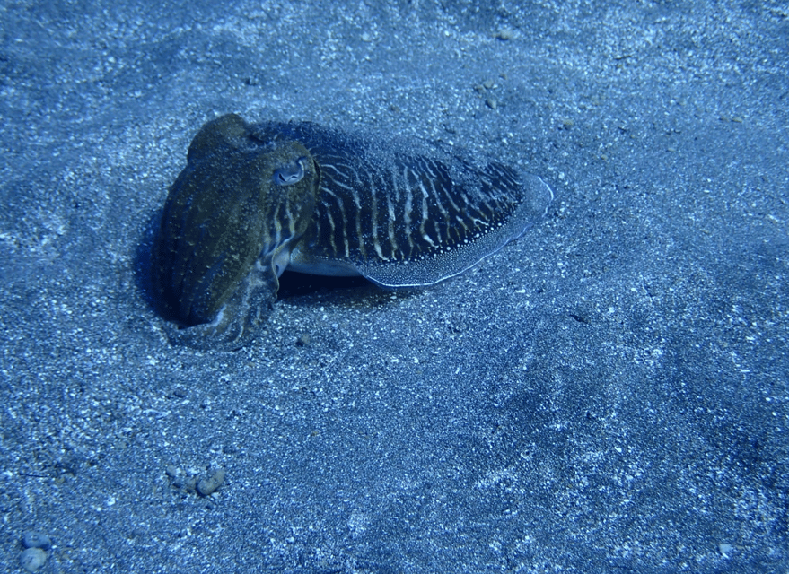 Los Cristianos: Basic Diver Course - Lesson Two in Open Water: Explore the Seabed and See Tenerife Life Up Close