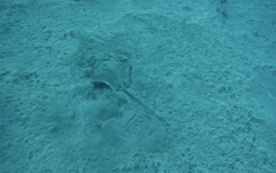 Los Cristianos: Basic Diver Course - The 5-Hour Flow: Ocean Dreams Tenerife to Two Underwater Sessions