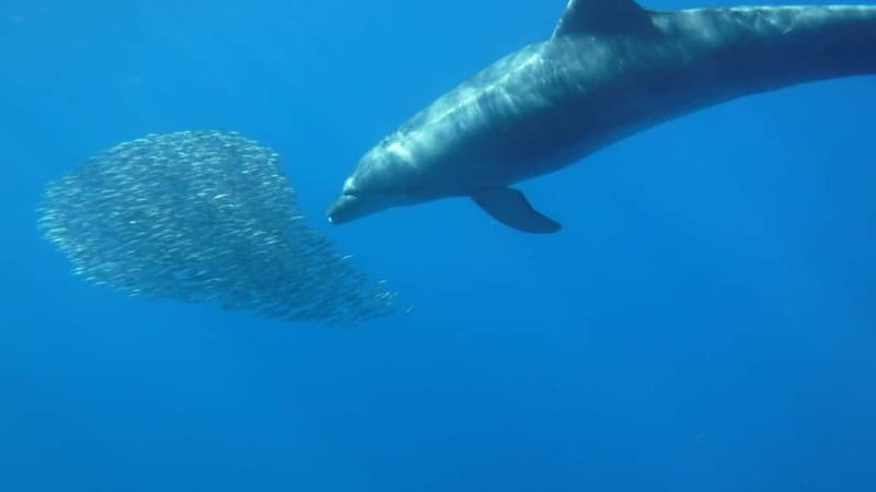 Los Cristianos: Kayak and Snorkel with Turtles and Photos - Who should book, and who should skip it