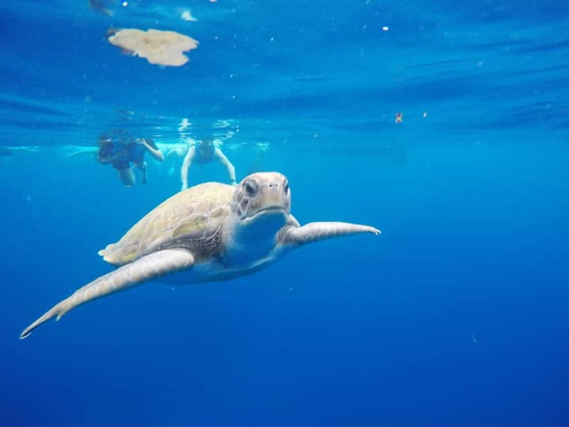 Los Cristianos: Kayak and Snorkel with Turtles and Photos - The launch and the safety briefing: what you must be ready for