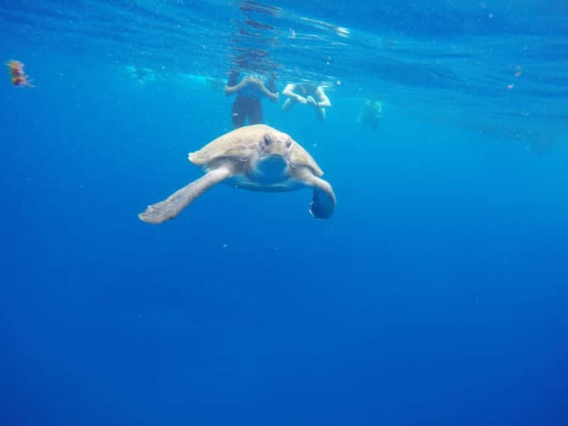 Los Cristianos: Kayak and Snorkel with Turtles and Photos - Price and value: what $34 buys you in real terms