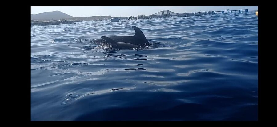 Los Cristianos: Kayak & Snorkel Tour with turtles and photos included - Key highlights worth planning around