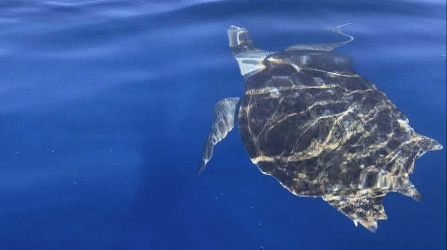 Los Cristianos: Kayak & Snorkel Tour with turtles and photos included - Kayaking route: fish farms, beaches, and the Guaza coastline