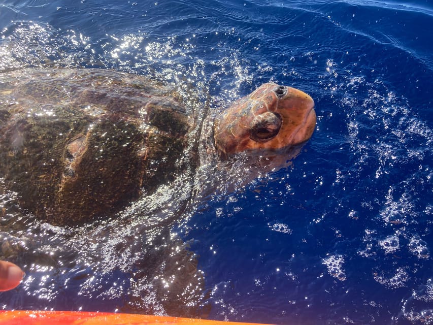Los Cristianos: Kayak & Snorkel Tour with turtles and photos included - Who this tour suits best (and who should skip it)