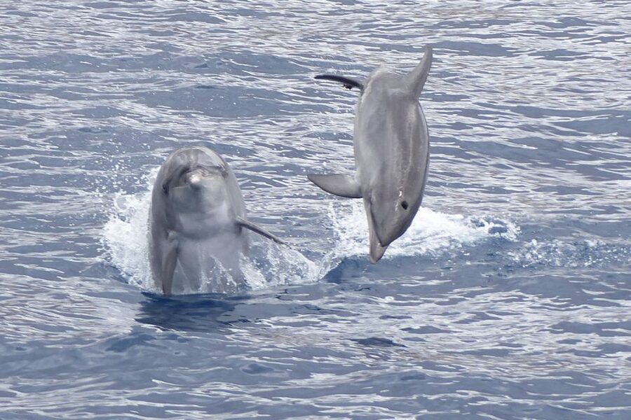 Los Cristianos Respectful No-Chase Whale and Dolphin Safari - Key highlights worth getting excited about