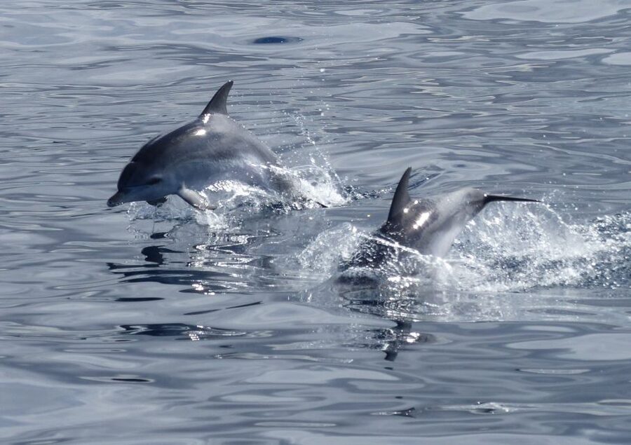 Los Cristianos Respectful No-Chase Whale and Dolphin Safari - Entering Puerto Los Cristianos: finding the boat fast